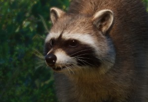 raccoon