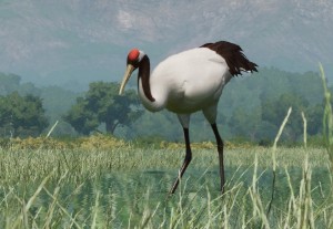 red-crowned crane