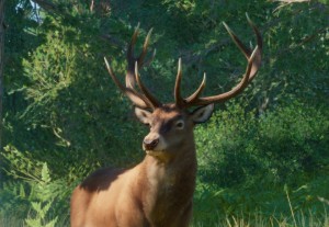red deer