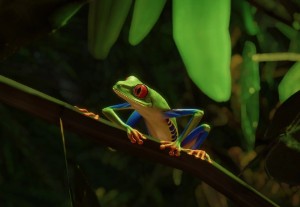 red-eyed tree frog