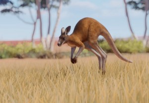 red kangaroo