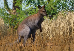 red-necked wallaby