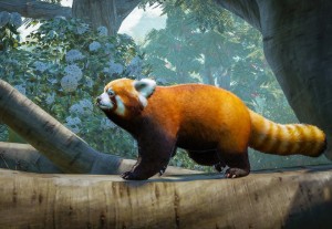 red panda