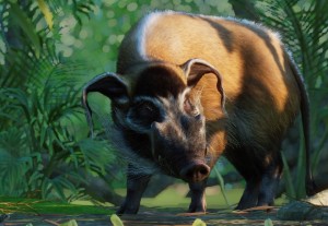 red river hog