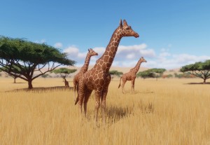 reticulated giraffe