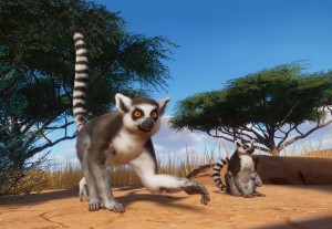 ring-tailed lemur