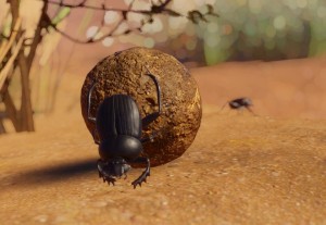 sacred scarab beetle