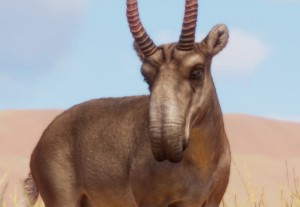 saiga