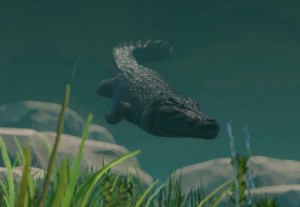 saltwater crocodile