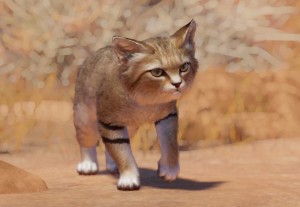 sand cat