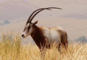 scimitar-horned oryx