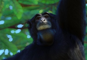 siamang