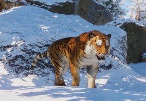 siberian tiger