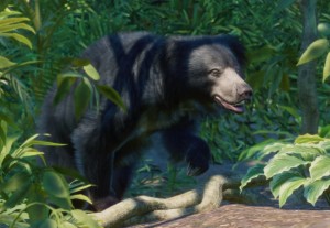 sloth bear