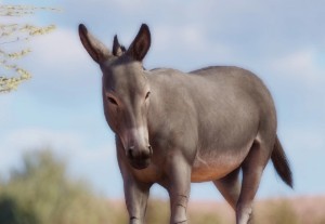 somali wild ass