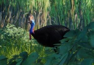 southern cassowary