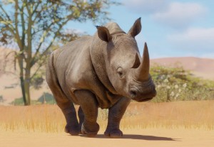 southern white rhinoceros