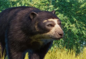 spectacled bear