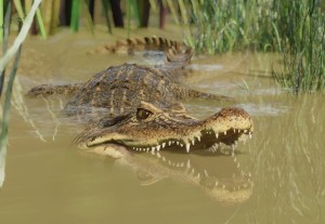 spectacled caiman