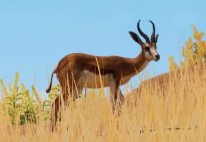 springbok