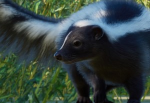 striped skunk