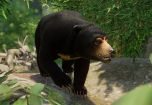 sun bear