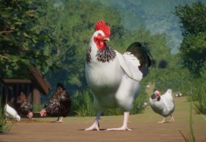 sussex chicken