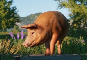 tamworth pig