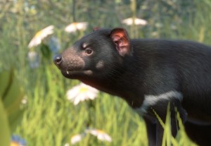tasmanian devil