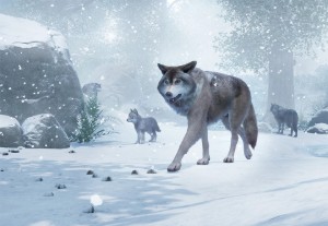 timber wolf