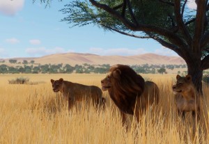 west african lion