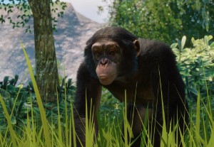 western chimpanzee