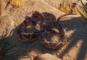 western diamondback rattlesnake