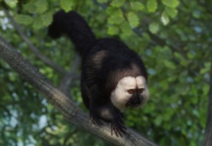 white-faced saki