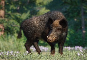 wild boar