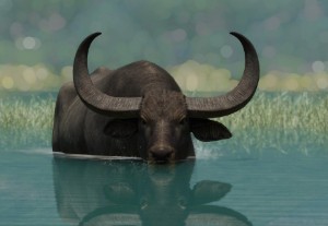 wild water buffalo