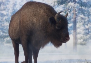 wisent