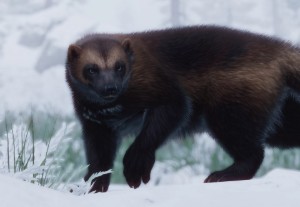 wolverine