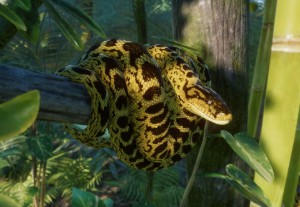 yellow anaconda