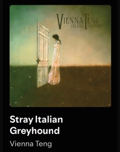 Stray Italian Greyhound