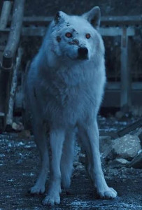 ghost (jon)