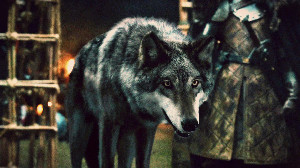 grey wind (robb)