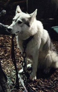 lady (sansa)