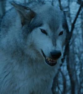 nymeria (arya)
