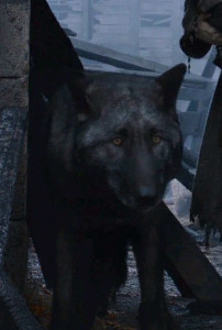 shaggydog (rickon)