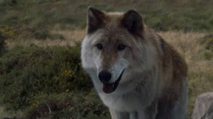 summer (bran)