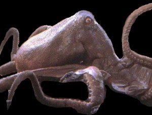 Giant Octopus