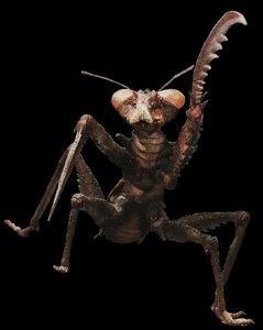 Kamacuras