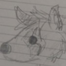 Raccoon