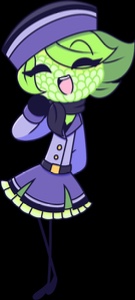 China Aster